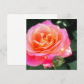 roze en Oranje Roos Macro Fotogroet (Voorkant / Achterkant)