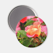 Roze en Oranje Roos Magnet (Voorkant / Achterkant)