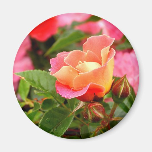 Roze en Oranje Roos Magnet (Voorkant)