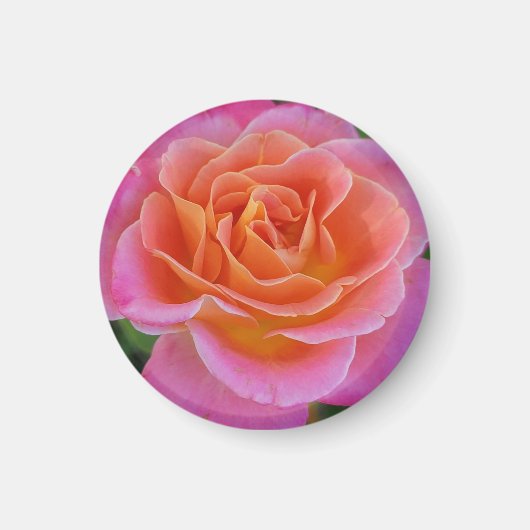 Roze en Oranje Roos Magnet (Voorkant)