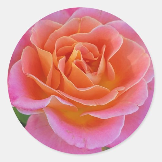 Roze en Oranje Rozen Stickers (Voorkant)