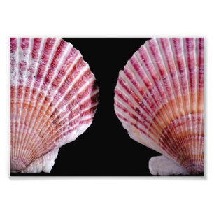 Roze en Oranje Scallops Foto Afdruk