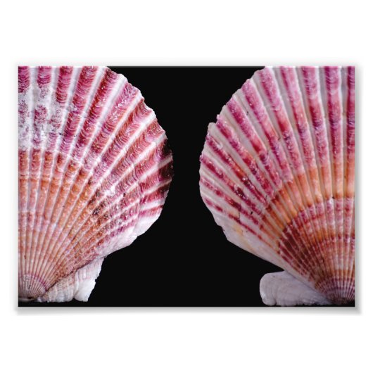Roze en Oranje Scallops Foto Afdruk (Voorkant)