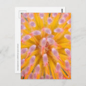 Roze en Oranje speldenkussen Proteaceae Briefkaart (Voorkant / Achterkant)