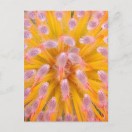 Roze en Oranje speldenkussen Proteaceae Briefkaart