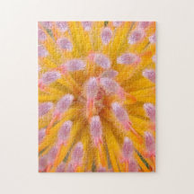 Roze en Oranje speldenkussen Proteaceae