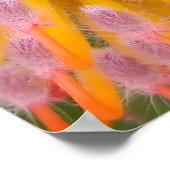 Roze en Oranje speldenkussen Proteaceae Poster (Hoek)