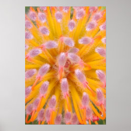 Roze en Oranje speldenkussen Proteaceae Poster