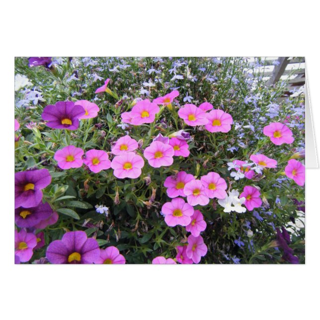 "Roze en Paars" (Voorkant Horizontaal)