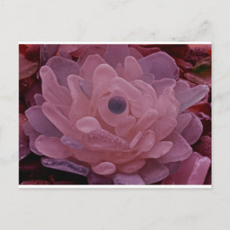 Roze en Paars Zee Glazen ventilator Briefkaart