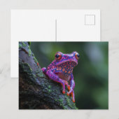 Roze en Paarse boomkikkerkunst Briefkaart (Voorkant / Achterkant)