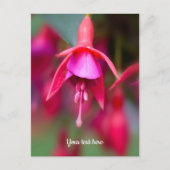 Roze en Paarse Fuchsia Briefkaart (Voorkant)