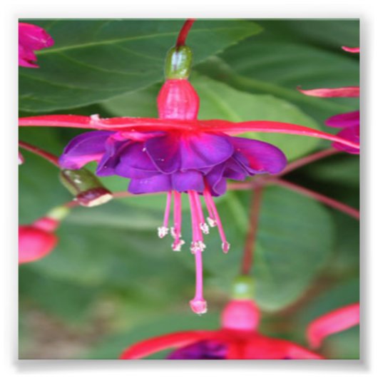 Roze en Paarse Fuschia Flowers Foto Afdruk (Voorkant)