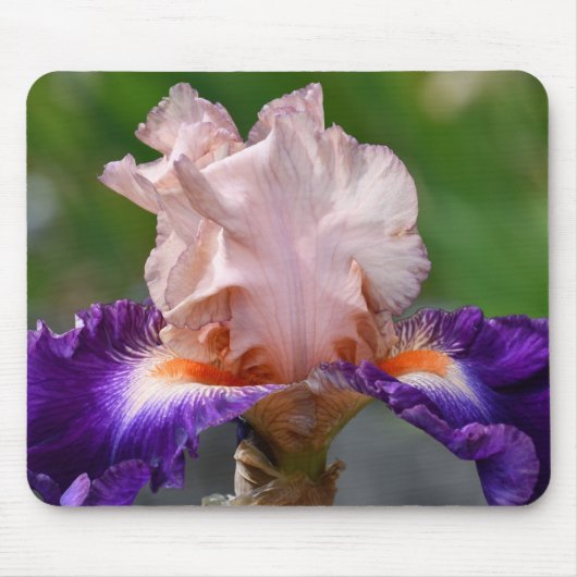 Roze en Paarse gekaarde iris Muismat (Voorkant)