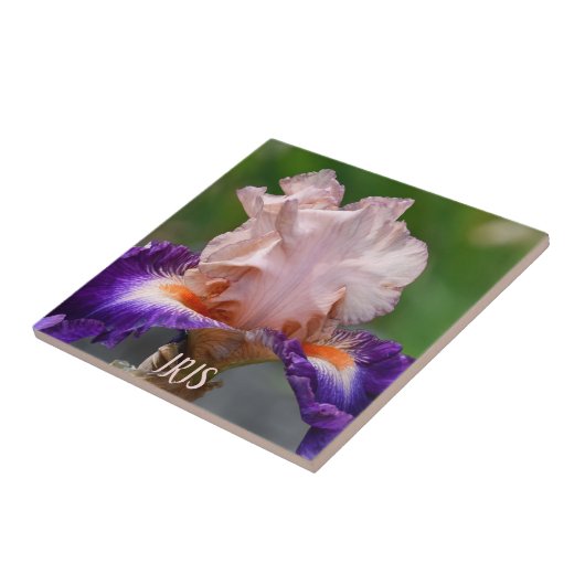 Roze en Paarse gekaarde iris Tegeltje (Zijkant)