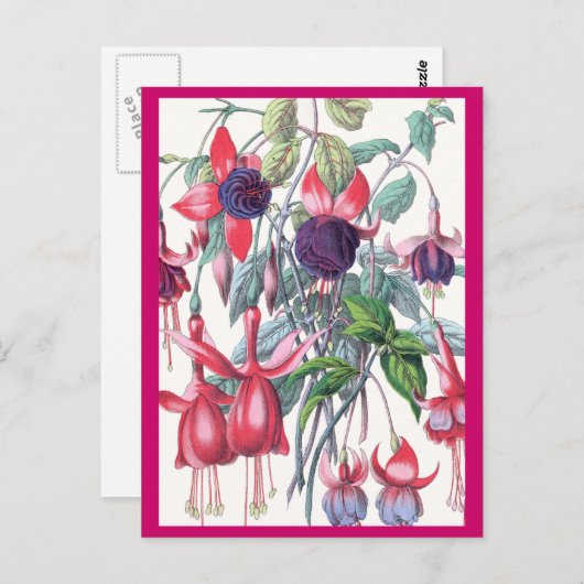 Roze en Paarse hangende Fuchsia bloemen Briefkaart (Voorkant / Achterkant)