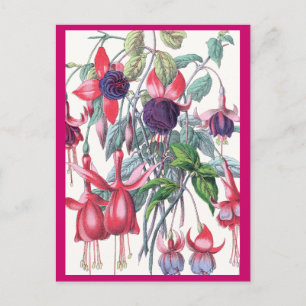 Roze en Paarse hangende Fuchsia bloemen Briefkaart