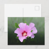 Roze en Paarse Hollyhock Flowers Briefkaart (Voorkant / Achterkant)