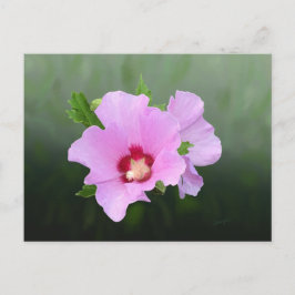 Roze en Paarse Hollyhock Flowers Briefkaart