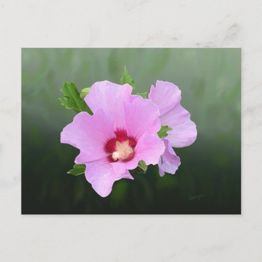 Roze en Paarse Hollyhock Flowers Briefkaart (Voorkant)