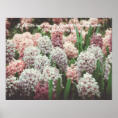 Roze en Paarse hyacinth in de voortuin Poster (Voorkant)