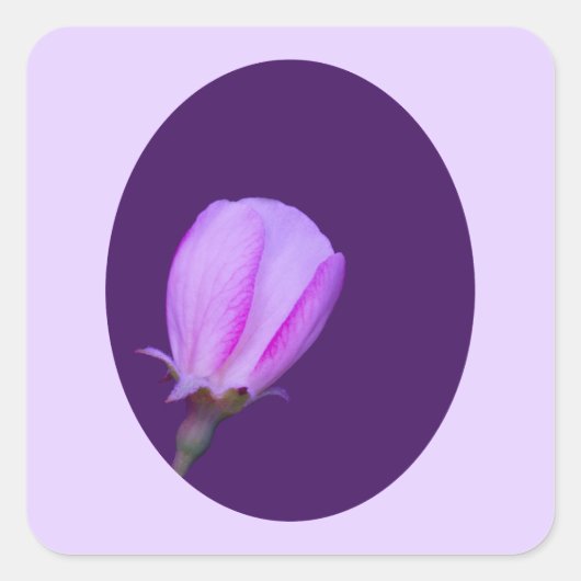 Roze en Paarse lentebloesem Vierkante Sticker (Voorkant)