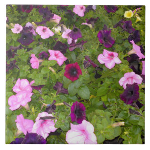 Roze en Paarse petunia Bloembloem Tegel Tegeltje