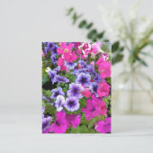Roze en Paarse Petunia Blossom Briefkaart (Staand voorkant)