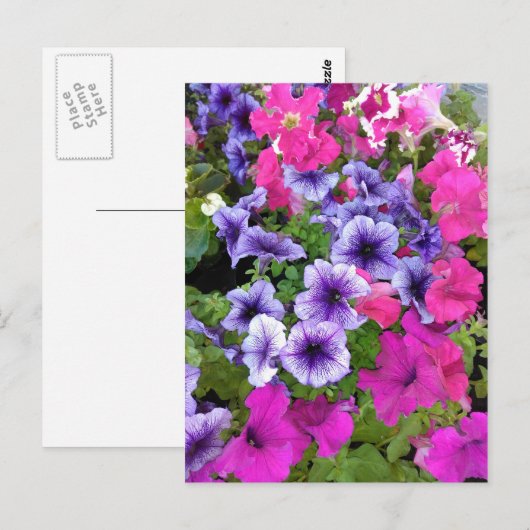 Roze en Paarse Petunia Blossom Briefkaart (Voorkant / Achterkant)