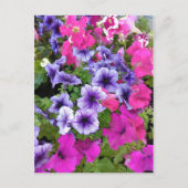 Roze en Paarse Petunia Blossom Briefkaart (Voorkant)