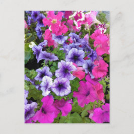Roze en Paarse Petunia Blossom Briefkaart