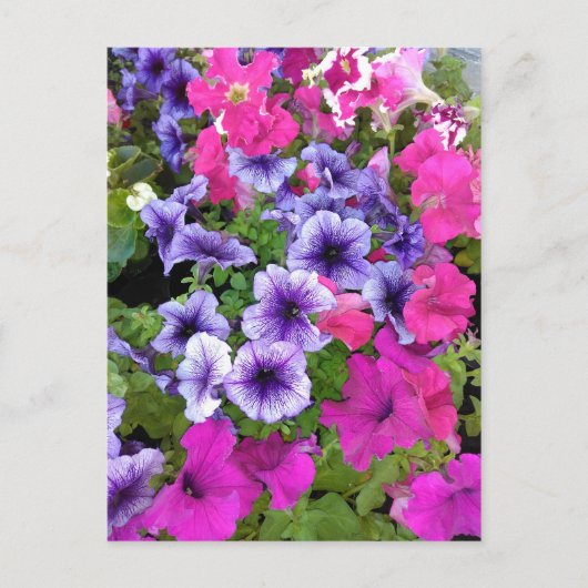 Roze en Paarse Petunia Blossom Briefkaart (Voorkant)