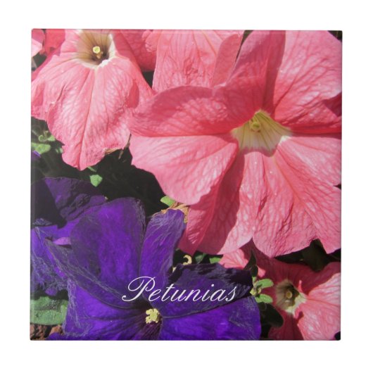 Roze en Paarse Petunias Tegeltje (Voorkant)