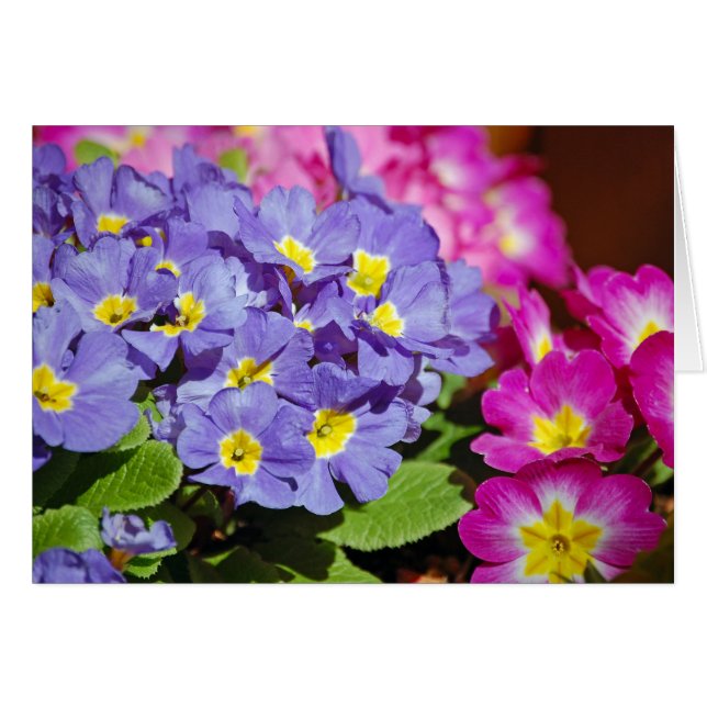 Roze en paarse primroses (Voorkant Horizontaal)