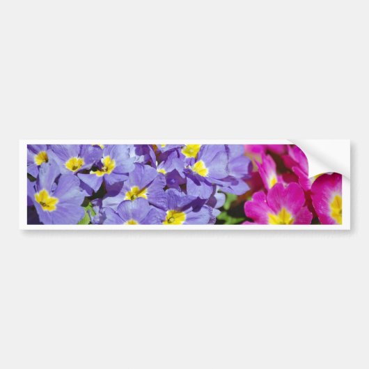 Roze en paarse sleutelbloemen bumpersticker (Voorkant)