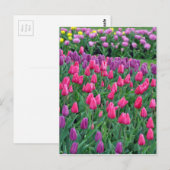 Roze en paarse tulpen lentuin briefkaart (Voorkant / Achterkant)