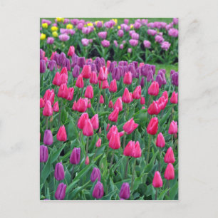 Roze en paarse tulpen lentuin briefkaart