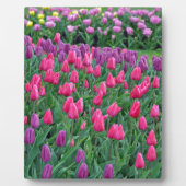 Roze en paarse tulpen lentuin fotoplaat (Voorkant)