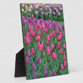 Roze en paarse tulpen lentuin fotoplaat (Zijkant)