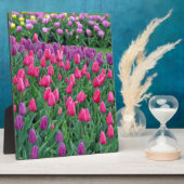 Roze en paarse tulpen lentuin fotoplaat (Zijkant)