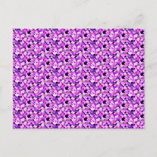 Roze en Paarse Violet Briefkaart (Voorkant)