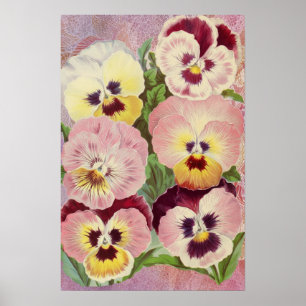Roze en paarse viooltjes en kanten ephemera poster