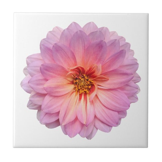 Roze en Paarse Zinnia Flower White Tegeltje (Voorkant)