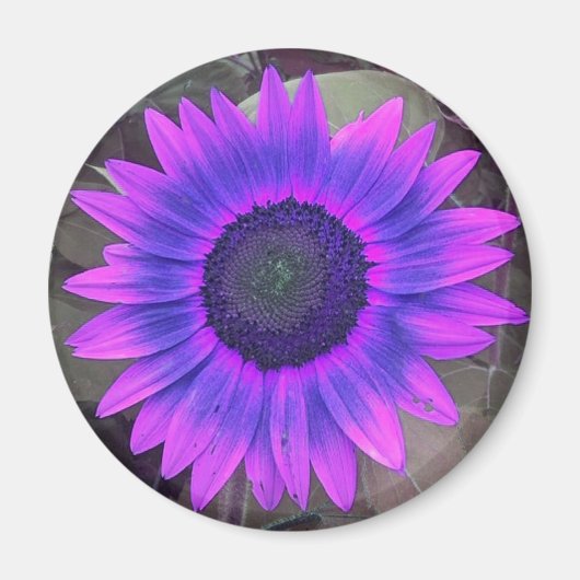 Roze en paarse zonnebloem magneet (Voorkant)