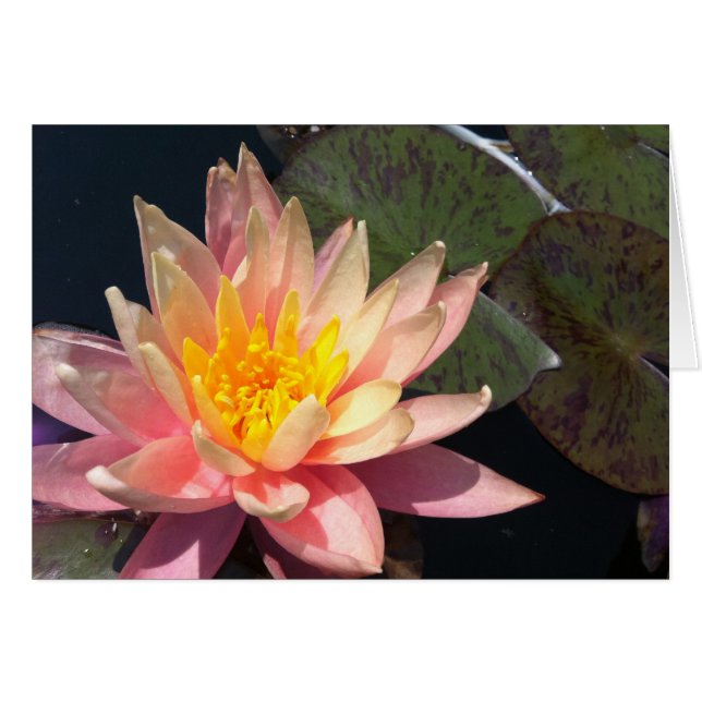 Roze en peach Water Lily (Voorkant Horizontaal)