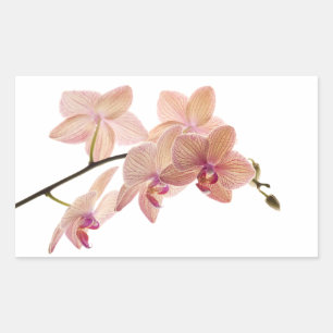 Roze en Perzik Dendrobium Orchidee - Gepersonalise Rechthoekige Sticker