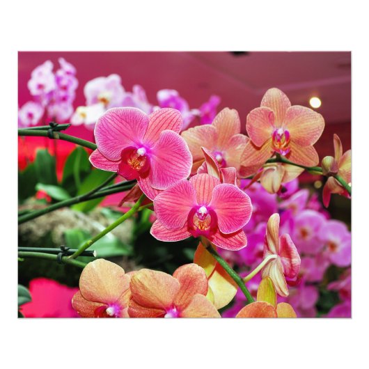Roze en perzik orchideeën foto afdruk (Voorkant)