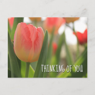 Roze en rode bontgekleurde tulpen in het groen briefkaart