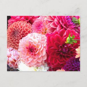 Roze en rode Dahlias Foto Briefkaart