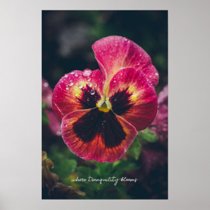 Roze en rode pansy bloem bedekt met regendruppels poster